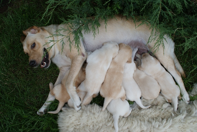 min-hund-skal-foede-hvad-skal-jeg-vaere-opmaerksom-paa-og-hvordan-goer-man-fit-2000x2000x100.webp
