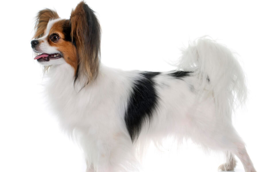 papillon-hunde-alt-du-behoever-at-vide-om-denne-lille-racen-fit-2000x2000x100.webp