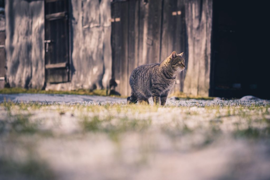 raad-om-hvordan-man-finder-en-forsvundet-kat-fit-2000x2000x100.webp