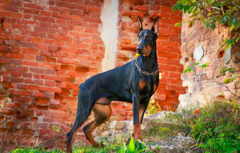 raceportraet-dobermann-bliv-klogere-paa-denne-praktiske-hunderace-fit-2000x2000x100.webp