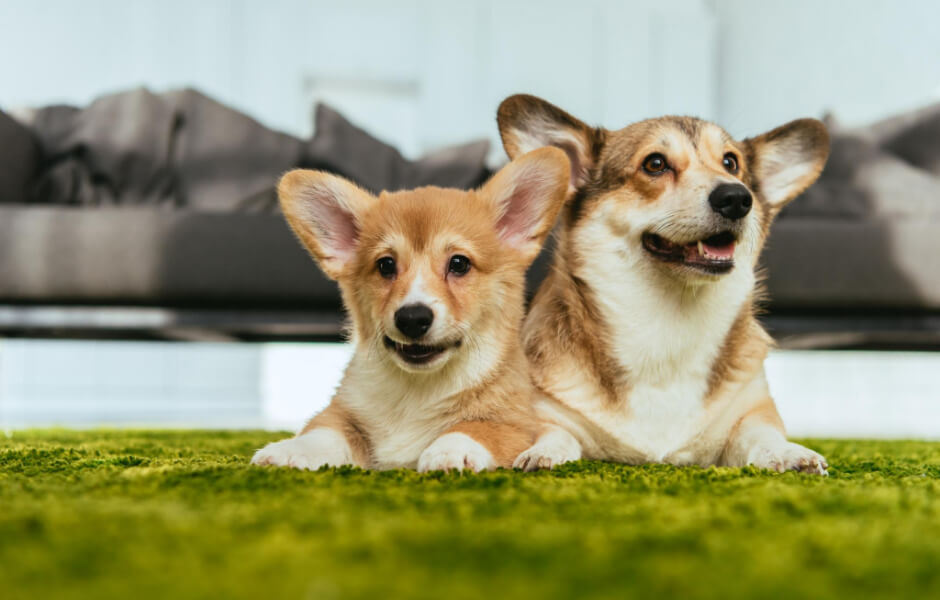 raceportraet-welsh-corgi-fit-2000x2000x100.webp