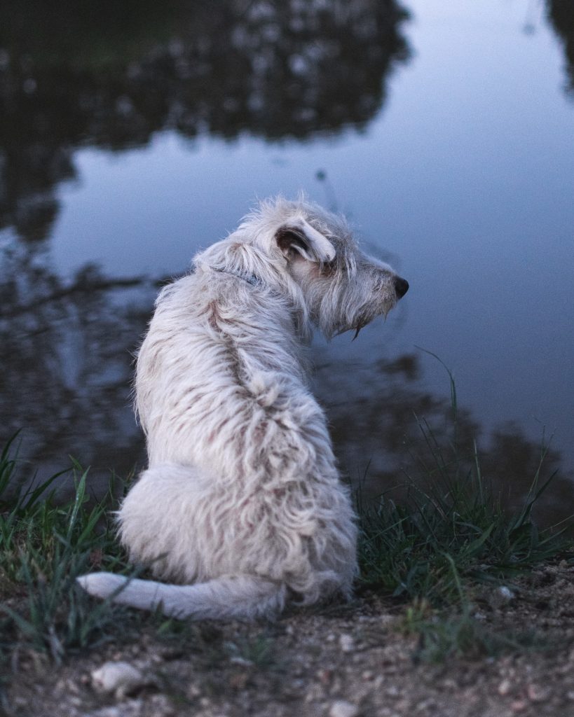tintin-og-terry-hvilken-race-er-tintins-hund-fit-2000x2000x100.webp