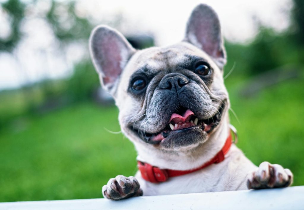 De mest spændende smart pet gadgets i 2026