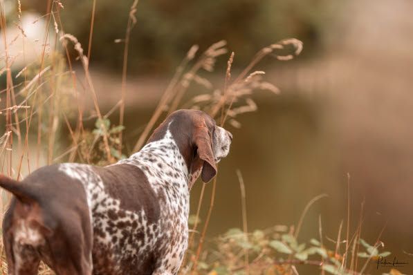 Sommerens skjulte fare: Græsavne sender hunde til dyrlægen