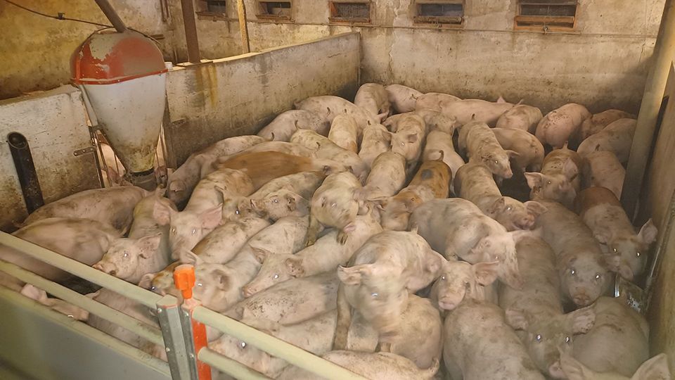 Regeringen vil ændre dyrevelfærdskontrollen: To kontrollører og uvarslede besøg
