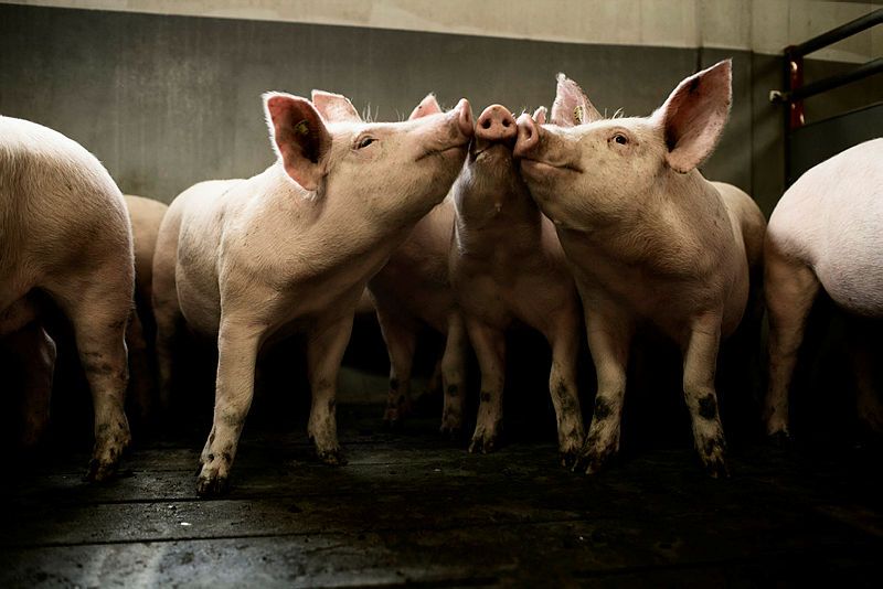 Efter byggestop: L&F sætter rød linje for ny grisefirepart