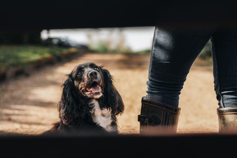 Efterårsturen kan ende hos dyrlægen: De farlige fristelser ligger lige foran hunden