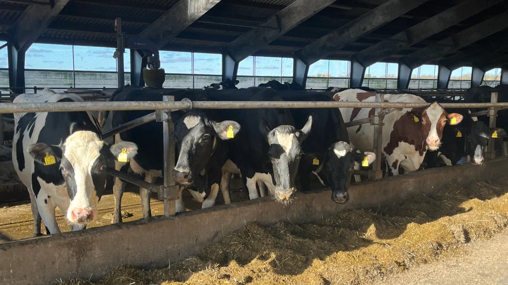 Arla og Salling Group tester restprodukt fra mejeriet som foder til malkekøer
