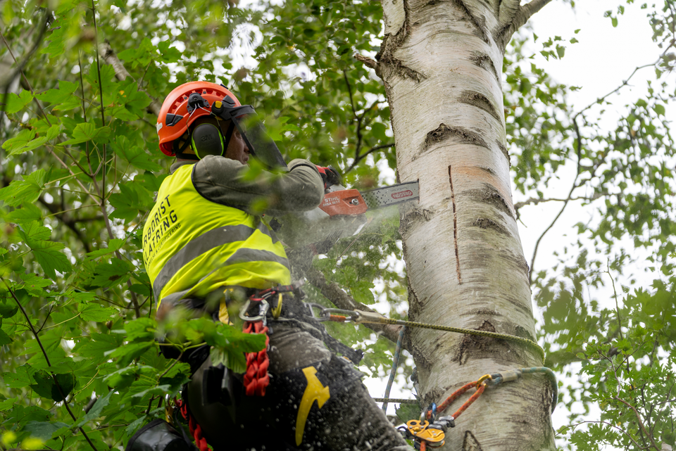 Flagermus kunne have forsinket Energinets elnetprojekt med mindst ét år